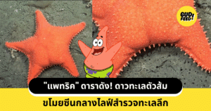 ปลาดาวสีส้ม
