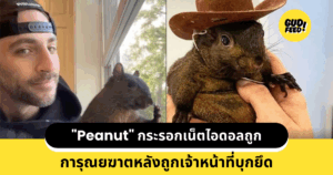 Peanut
