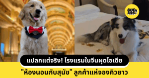 น้องหมา