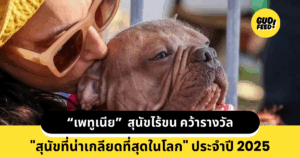 เพทูเนีย