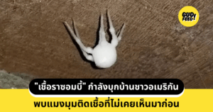 แมงมุมซอมบี้