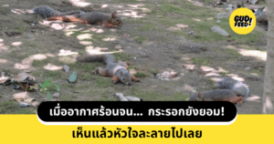 กระรอกญี่ปุ่น