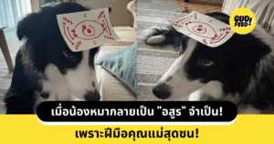 น้องหมา