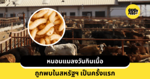 หนอนแมลงวันกินเนื้อ
