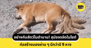 จิ้งจอกเก้าหาง