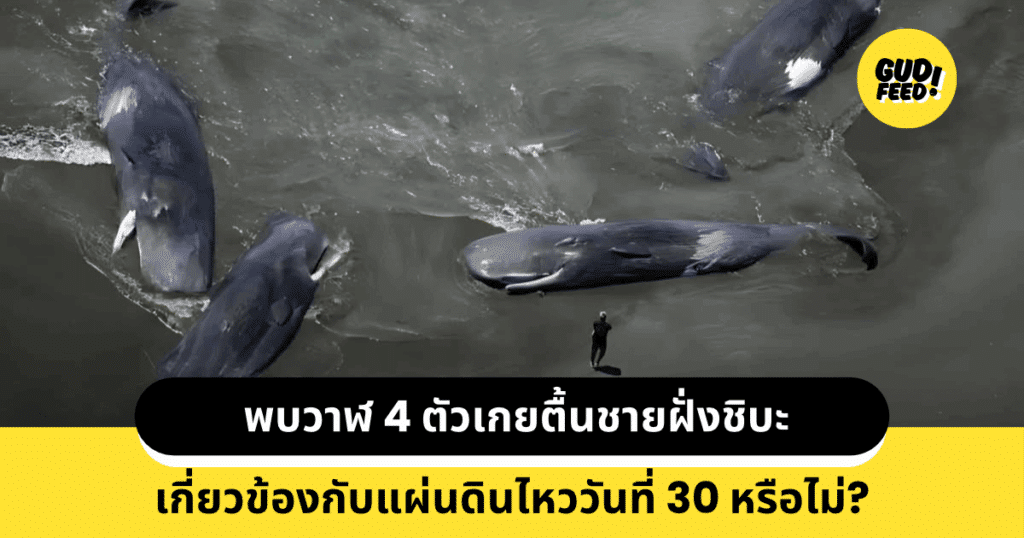 วาฬเกยตื้น