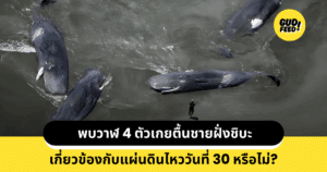 วาฬเกยตื้น
