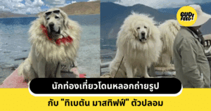 ทิเบตัน มาสทิฟฟ์