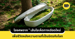 โลงศพเห็ด