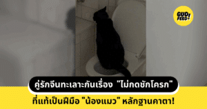แมว