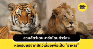เสือ สิงโต