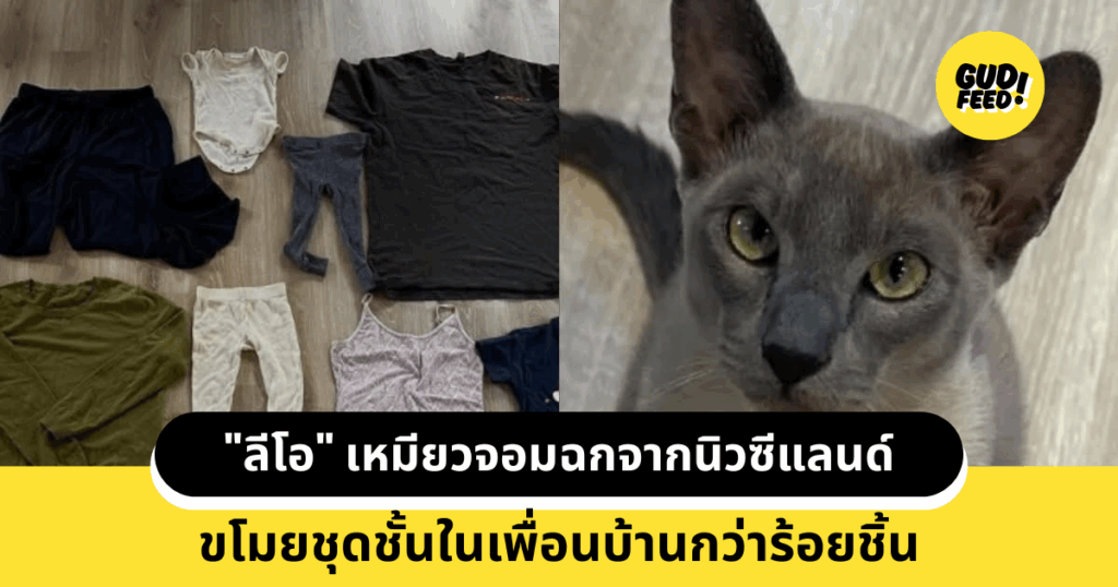 เหมียวจอมฉก