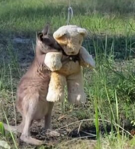 จิงโจ้กอดตุ๊กตา