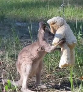 จิงโจ้กอดตุ๊กตา