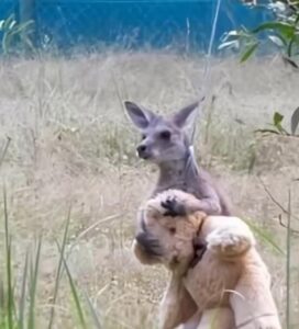 จิงโจ้กอดตุ๊กตา