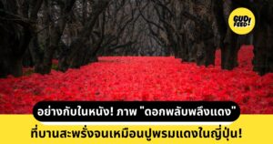 ดอกพลับพลึงแดง