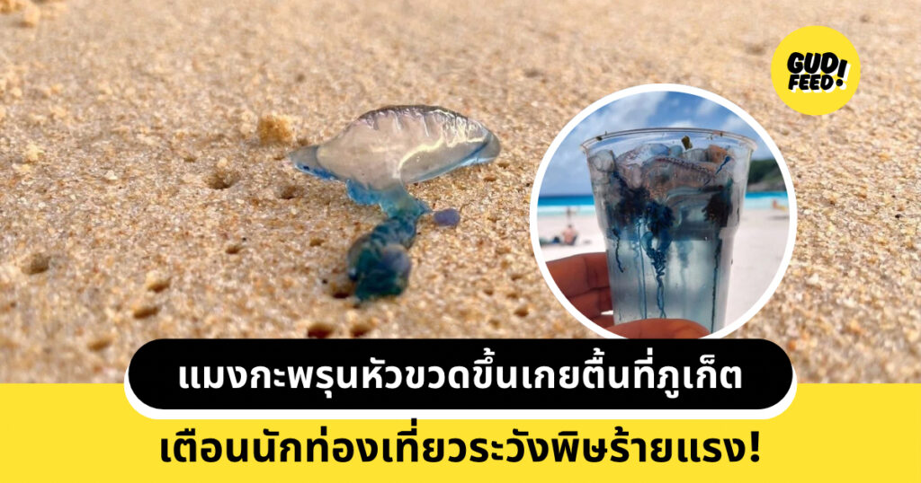 แมงกะพรุนหัวขวด