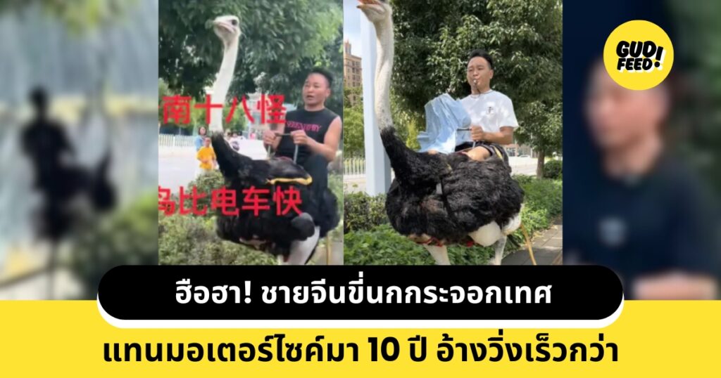 นกกระจอกเทศ