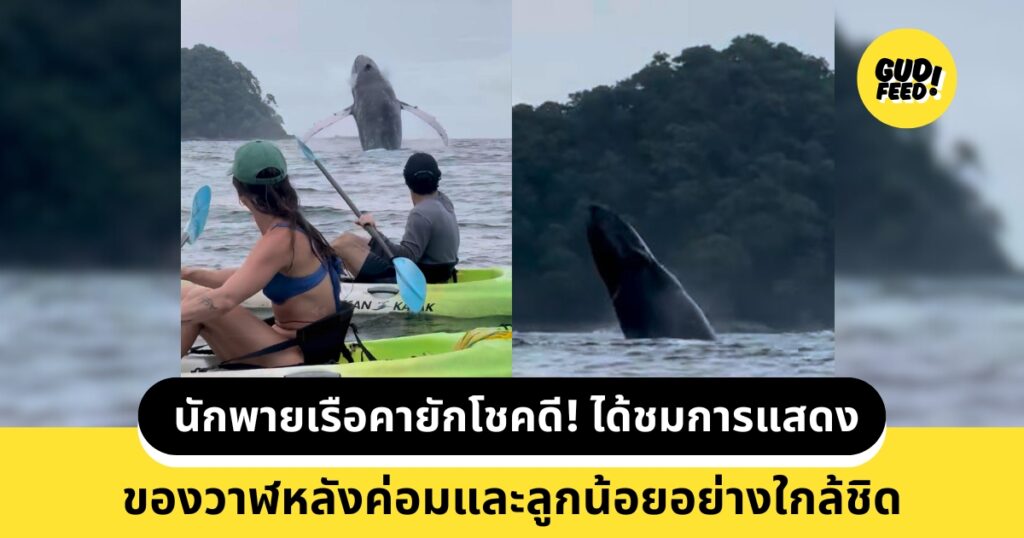 วาฬหลังค่อม