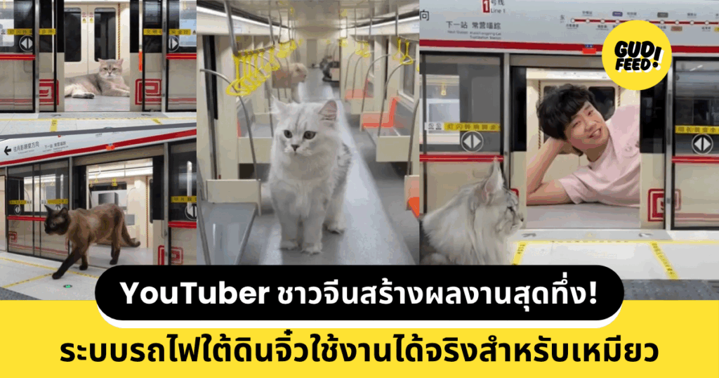 รถไฟแมว