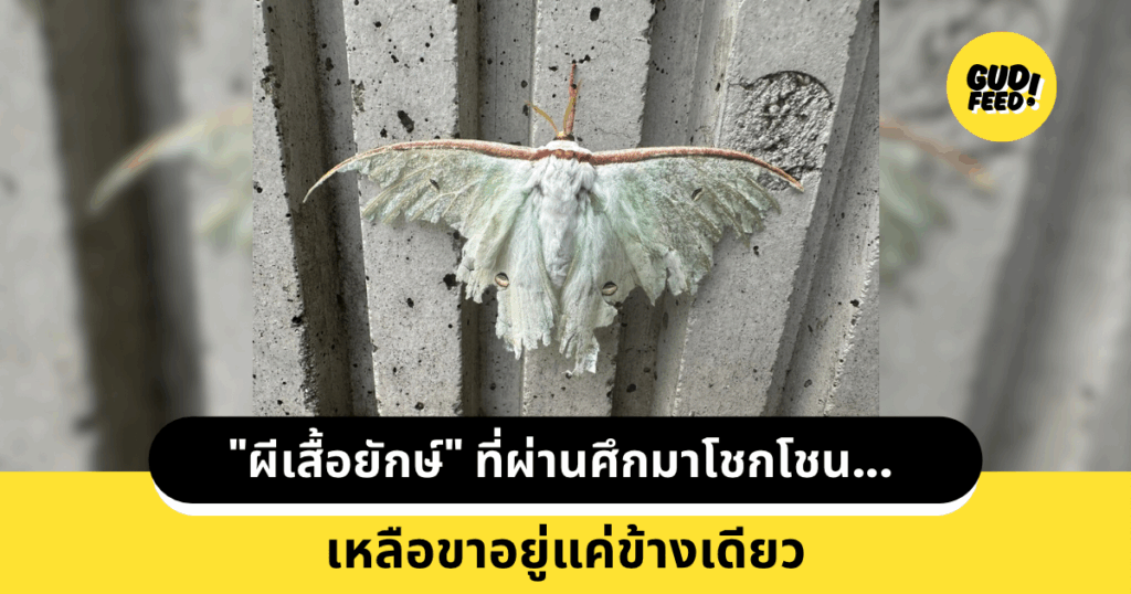 ผีเสื้อกลางคืน