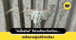 ผีเสื้อกลางคืน