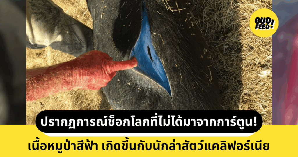 หมูป่า