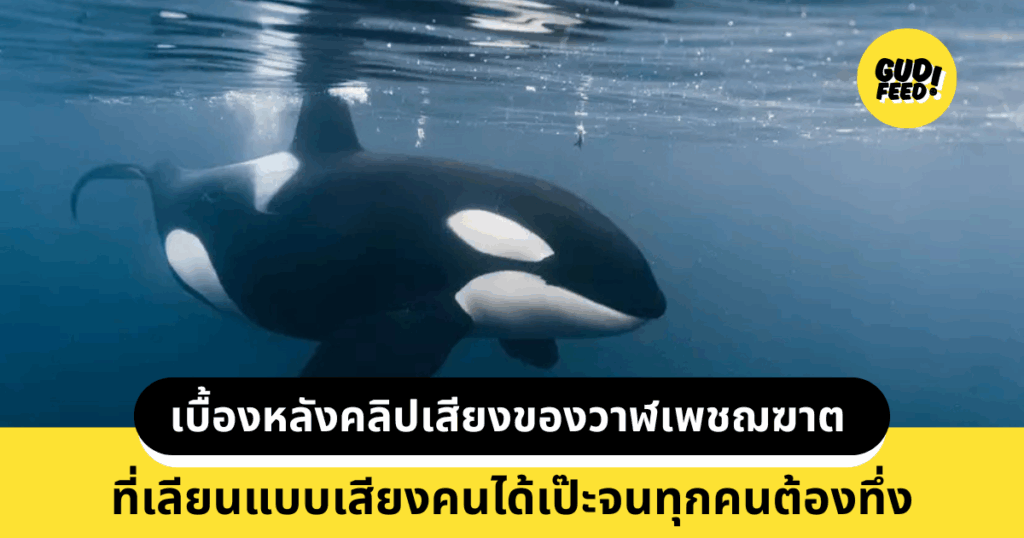 วาฬเพชฌฆาต