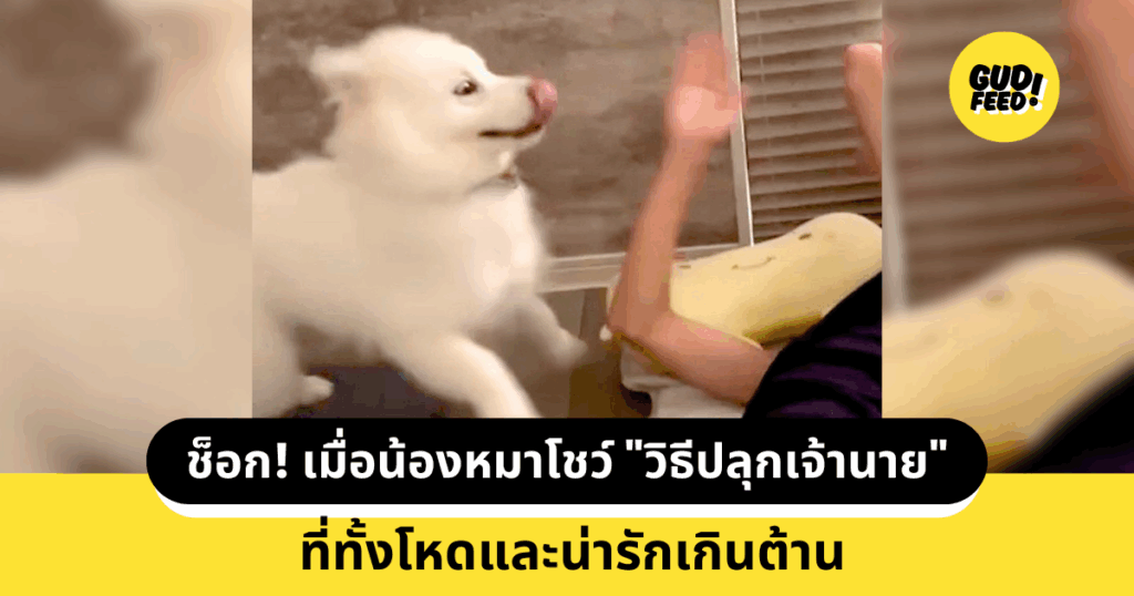 น้องหมา