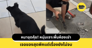 หมาคุ้ยพื้น