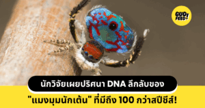 แมงมุมนกยูง