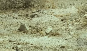 ทะเลทราย