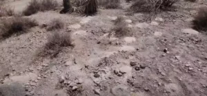 ทะเลทราย