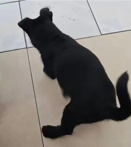 หมา