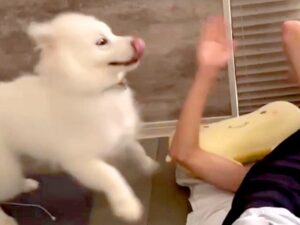 น้องหมา