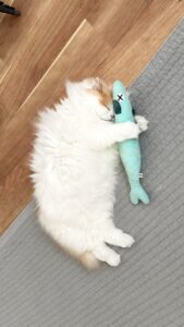 แมวกอดตุ๊กตา