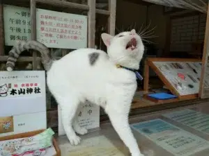 เท็นจัง