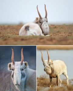 Saiga